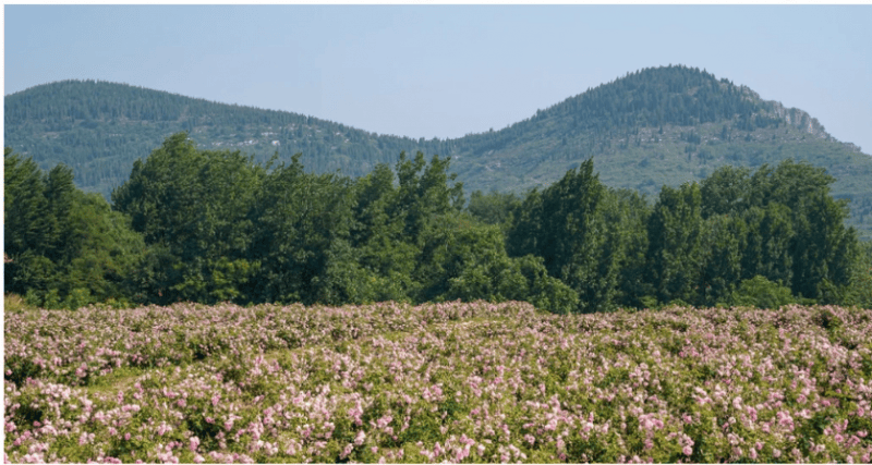 业链生态以长期主义深耕个人护理赛道AG真人直营半亩花田构建花植全产(图2)